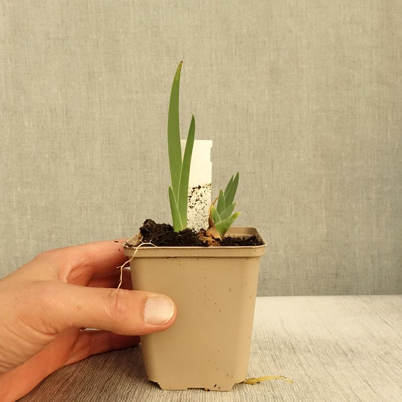 Exemplaar van Iris germanica Thornbird Godet de 8/9 cm zoals geleverd in de herfst