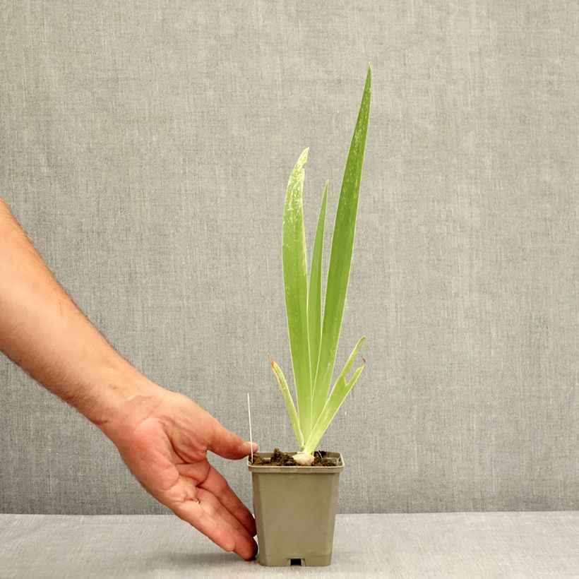 Exemplaar van Iris germanica Tiger Honey - Baardiris Kweekpotje van 8/9 cm zoals geleverd in de zomer