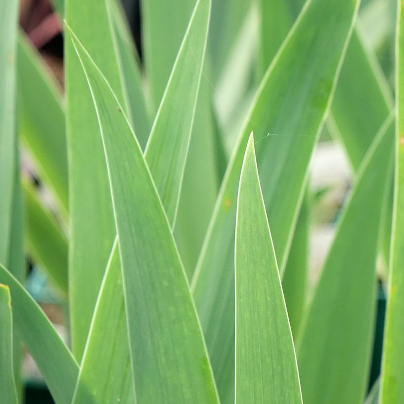 Iris germanica Tuxedo - Baardiris (Blad)