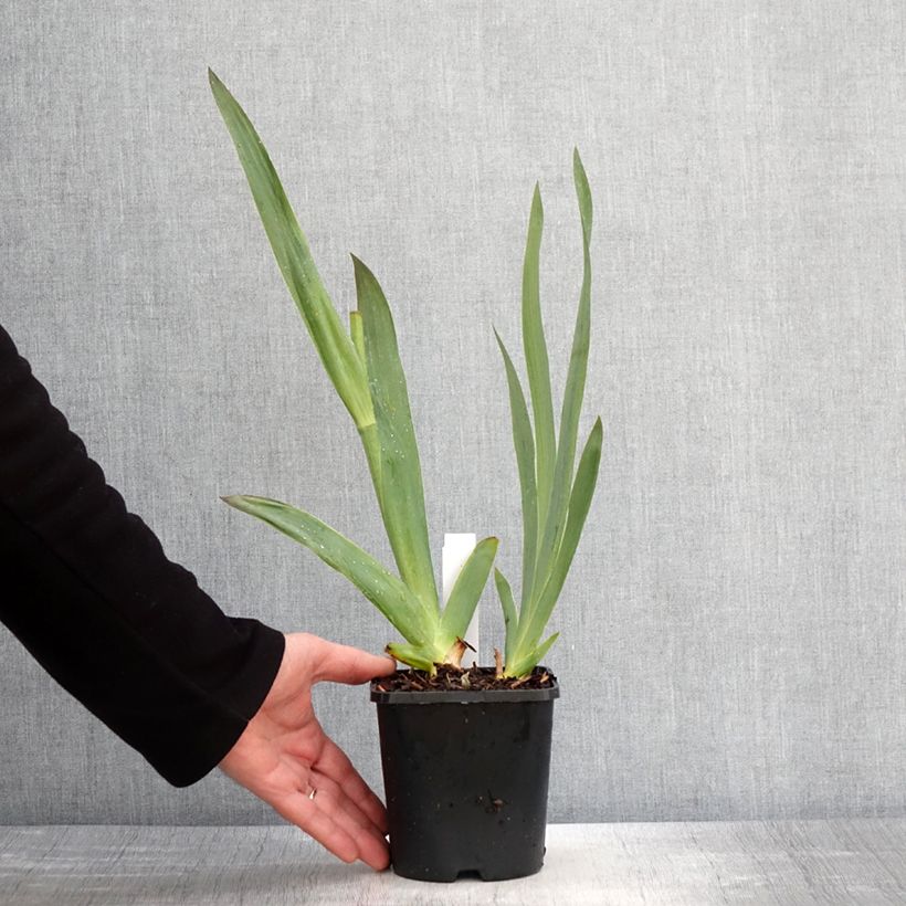 Exemplaar van Iris germanica Tuxedo - Baardiris Pot van 1,5 l/2 l zoals geleverd in de lente