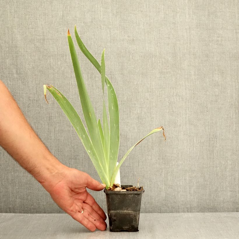 Exemplaar van Iris germanica Urluberlu - Baardiris Kweekpotje van 8/9 cm zoals geleverd in de zomer