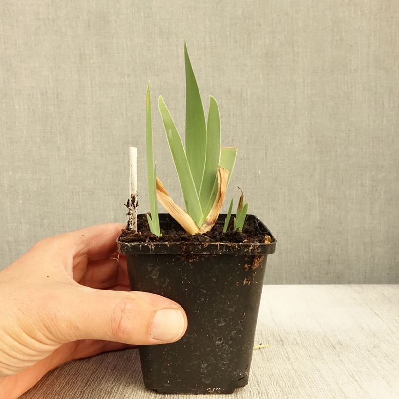 Exemplaar van Iris germanica Urluberlu - Baardiris Kweekpotje van 8/9 cm zoals geleverd in de herfst