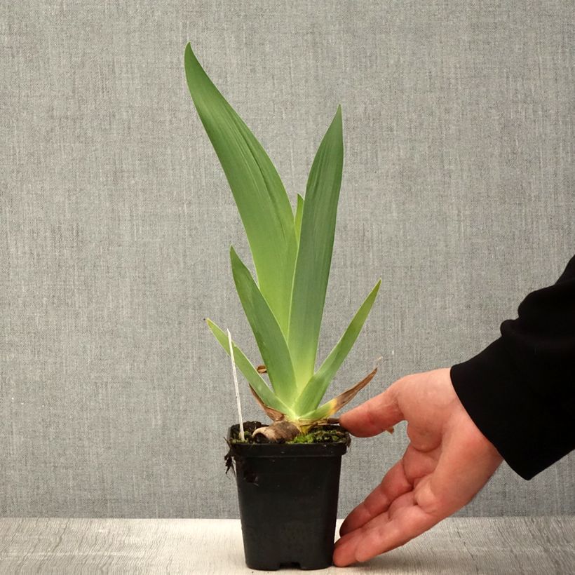 Exemplaar van Iris germanica Urluberlu - Baardiris Kweekpotje van 8/9 cm zoals geleverd in de lente