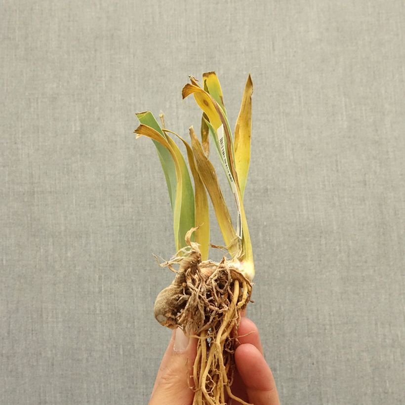 Exemplaar van Iris germanica Vieilles Vignes - Baardiris Wortelstok zoals geleverd in de winter