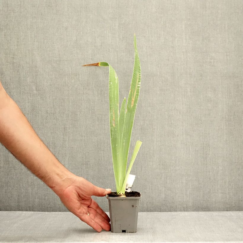 Exemplaar van Iris germanica Virgule - Baardiris Kweekpotje van 8/9 cm zoals geleverd in de zomer