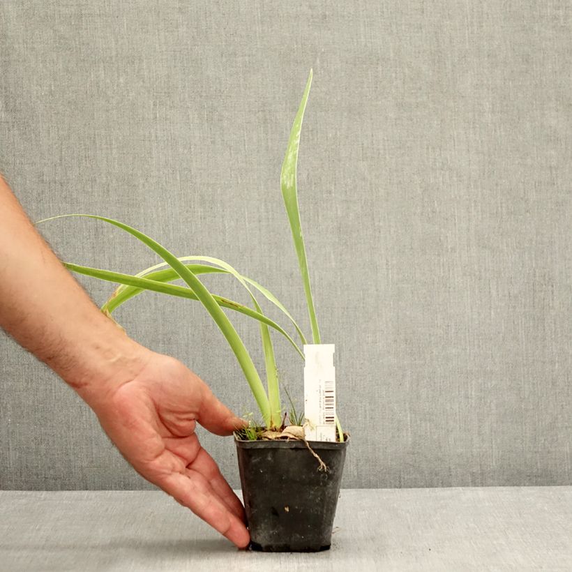 Exemplaar van Iris germanica Waterline - Baardiris Kweekpotje van 8/9 cm zoals geleverd in de zomer