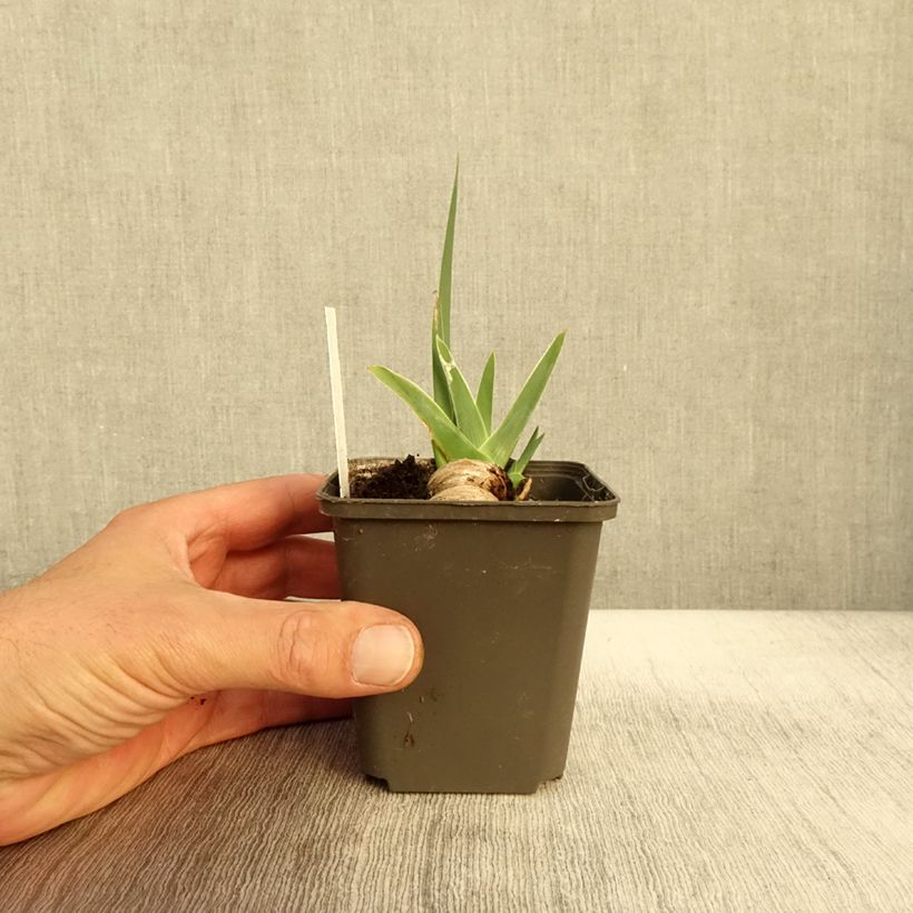 Exemplaar van Iris germanica Waterline - Baardiris Kweekpotje van 8/9 cm zoals geleverd in de herfst