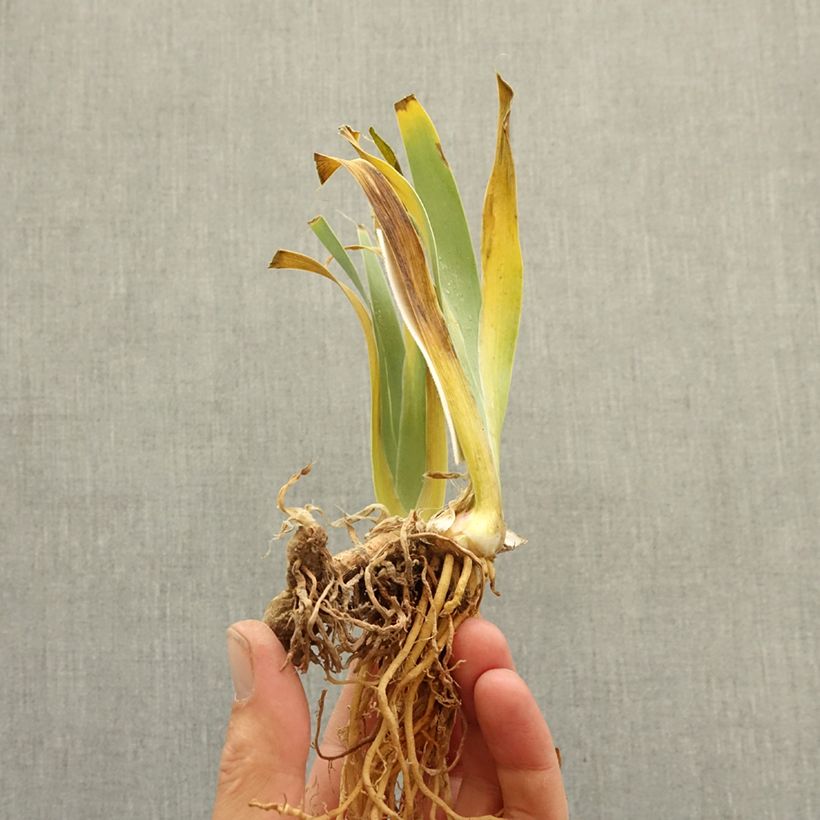 Exemplaar van Iris germanica When Doves Cry - Baardiris Wortelstok zoals geleverd in de winter