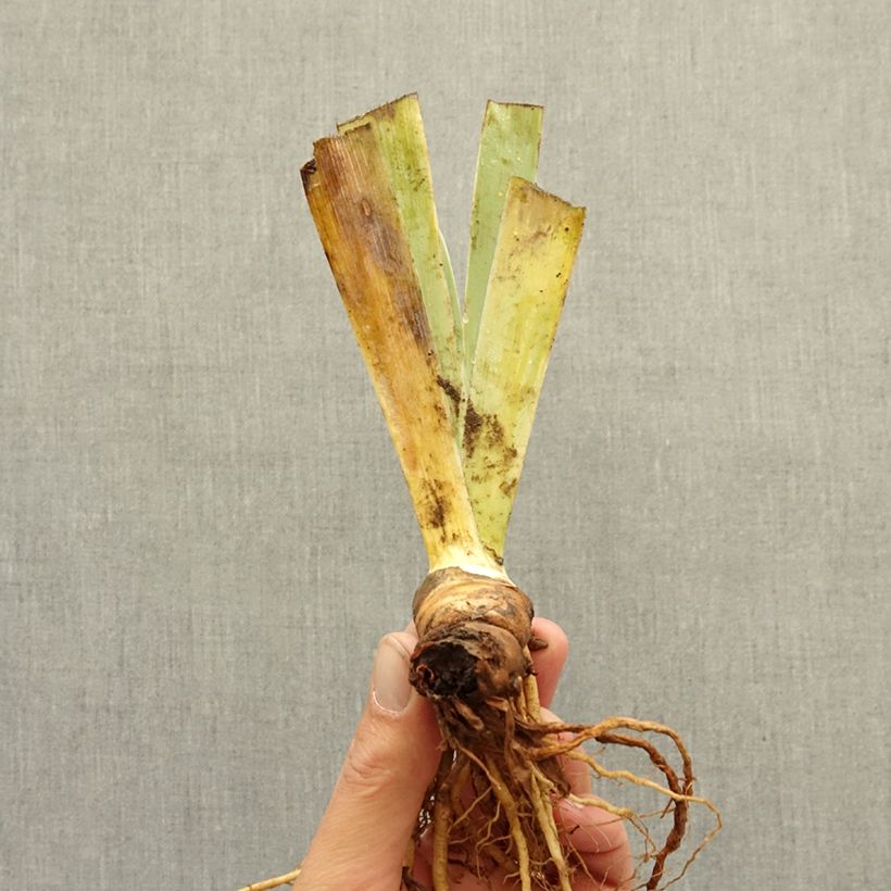 Exemplaar van Iris germanica Wrangler - Baardiris Wortelstok zoals geleverd in de winter