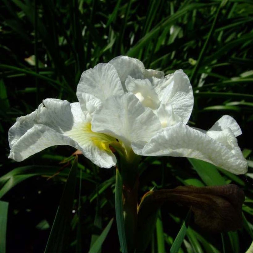 Iris sibirica Harpswell Happiness - Siberische iris (Bloei)