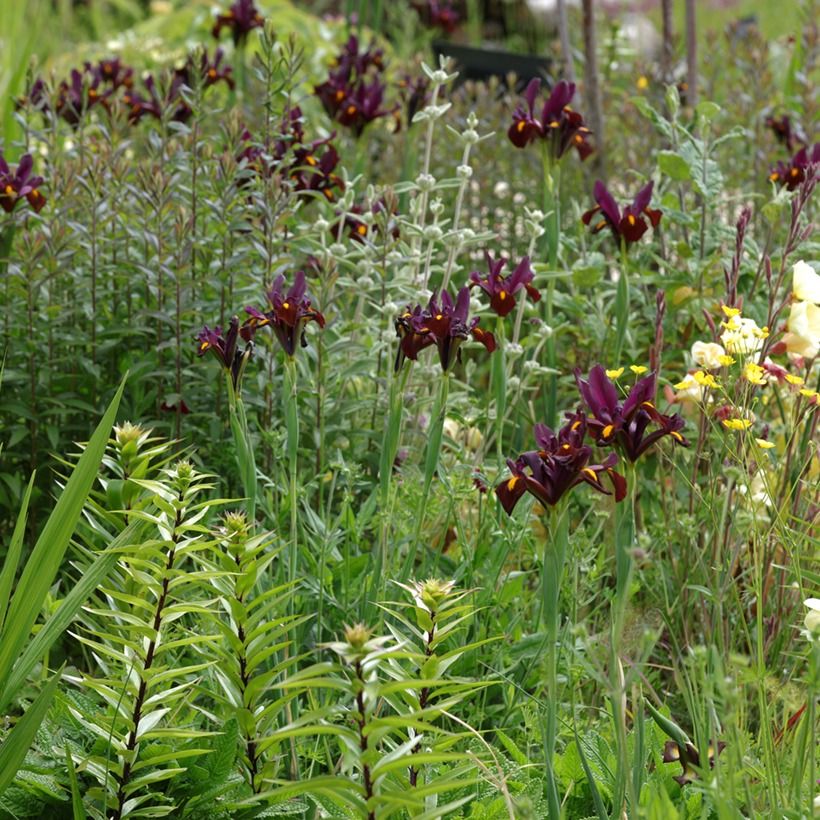 Iris hollandica Red Ember - Hollandse iris (Groeiplaats)