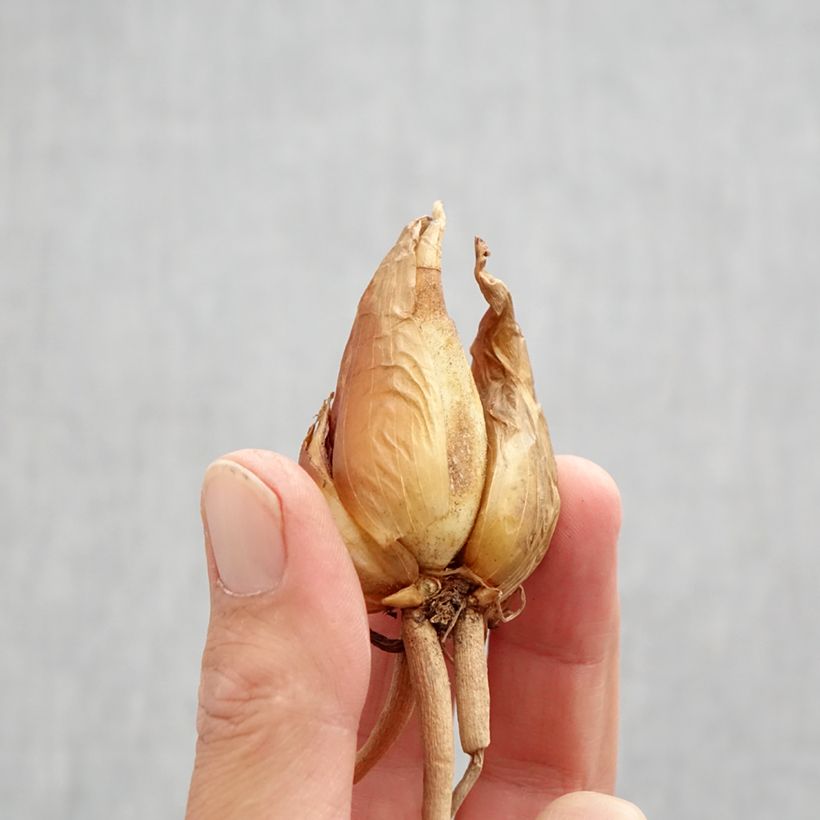 Exemplaar van Iris hoogiana Bol kaliber I zoals geleverd in de herfst