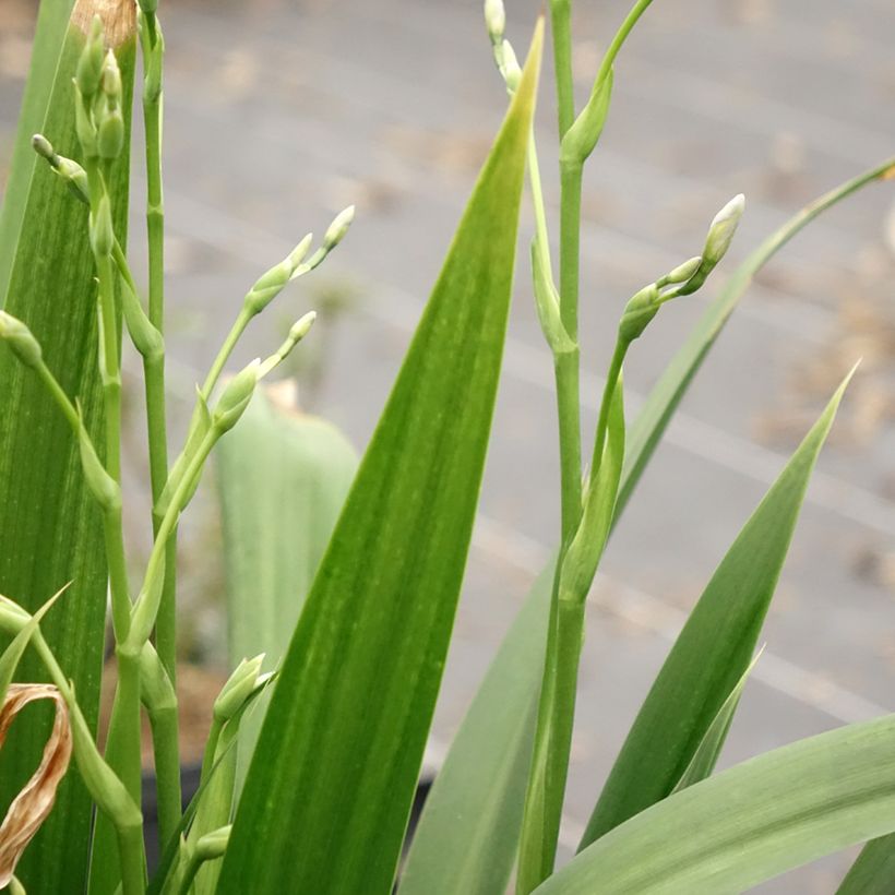 Iris japonica - Japanse iris (Blad)