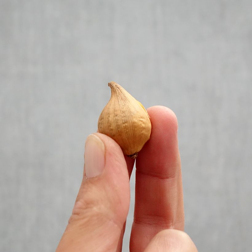 Exemplaar van Iris Katharines Gold Bol kaliber 6+ zoals geleverd in de herfst