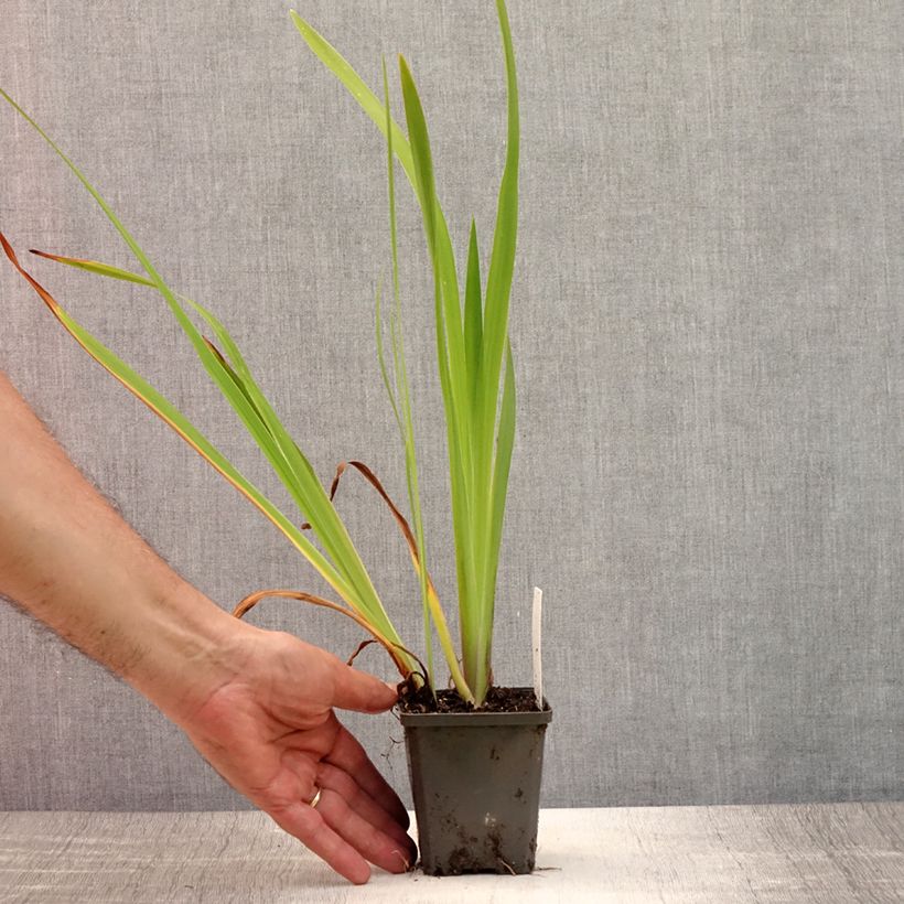 Exemplaar van Iris laevigata - Japanse iris Kweekpotje van 8/9 cm zoals geleverd in de zomer