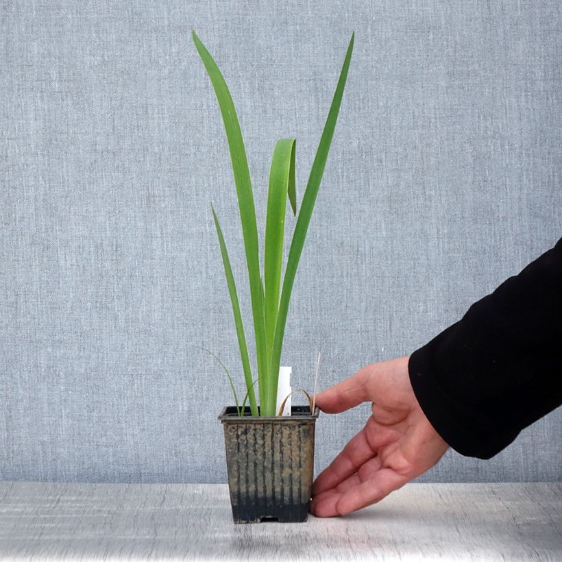 Exemplaar van Iris laevigata Latour Marliac - Japanse iris Kweekpotje van 8/9 cm zoals geleverd in de lente