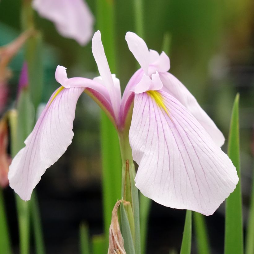 Iris laevigata Rose Queen - Japanse iris (Bloei)