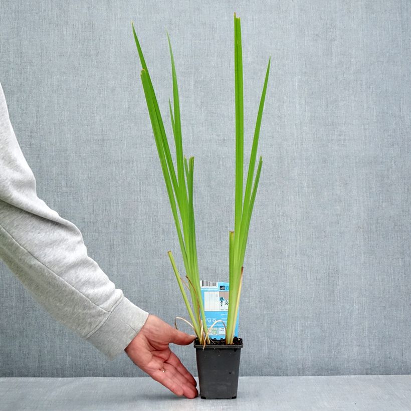 Exemplaar van Iris laevigata Rose Queen - Japanse iris Kweekpotje van 8/9 cm zoals geleverd in de zomer