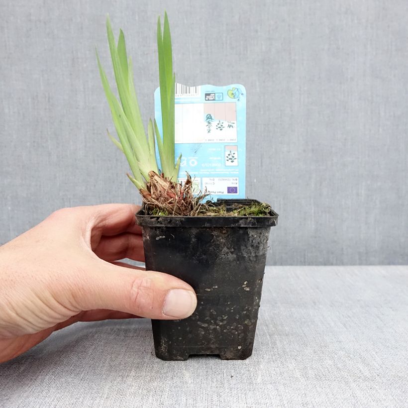 Exemplaar van Iris laevigata Snowdrift - Japanse iris Kweekpotje van 8/9 cm zoals geleverd in de lente