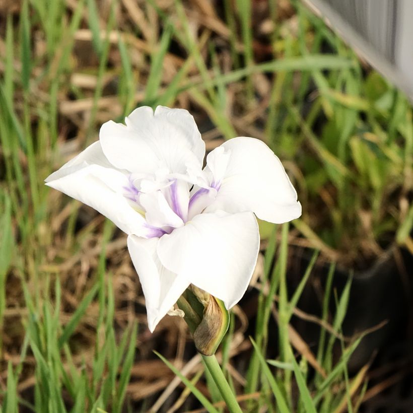 Iris laevigata Snowdrift - Japanse iris (Bloei)