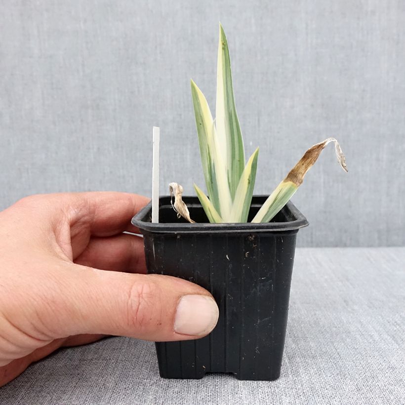 Exemplaar van Iris pallida Argentea Variegata - Iris pâle  Kweekpotje van 8/9 cm zoals geleverd in de lente