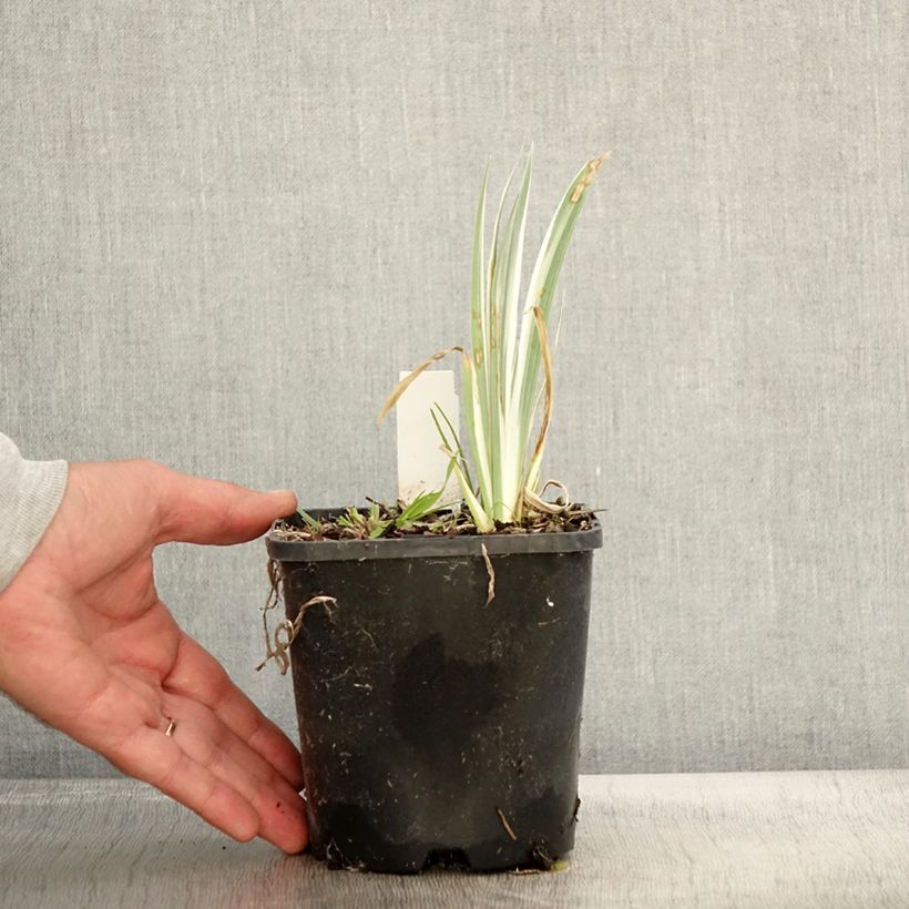 Exemplaar van Iris pallida Variegata - Bonte iris Pot van 1,5 l/2 l zoals geleverd in de herfst