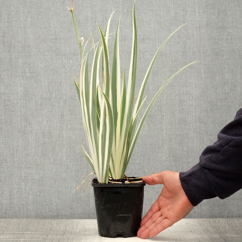 Exemplaar van Iris pallida Variegata - Bonte iris Pot van 1,5 l/2 l zoals geleverd in de zomer