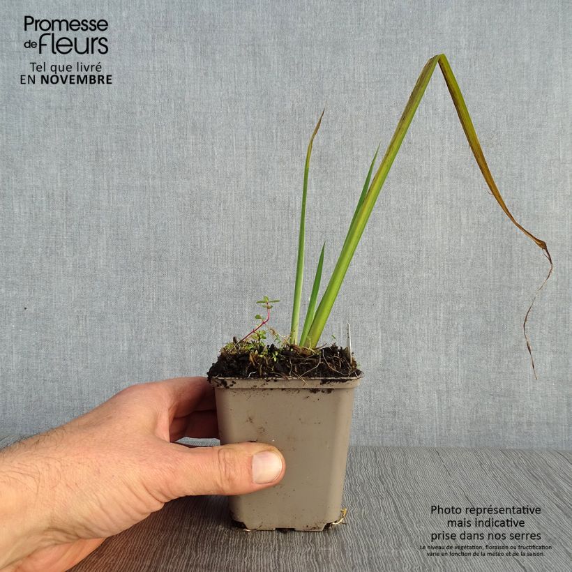 Exemplaar van Iris pseudacorus Creme de la Creme - Gele lis Kweekpotje van 8/9 cm zoals geleverd in de herfst