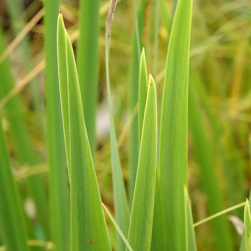 Iris pseudacorus var. bastardii - Gele lis (Blad)