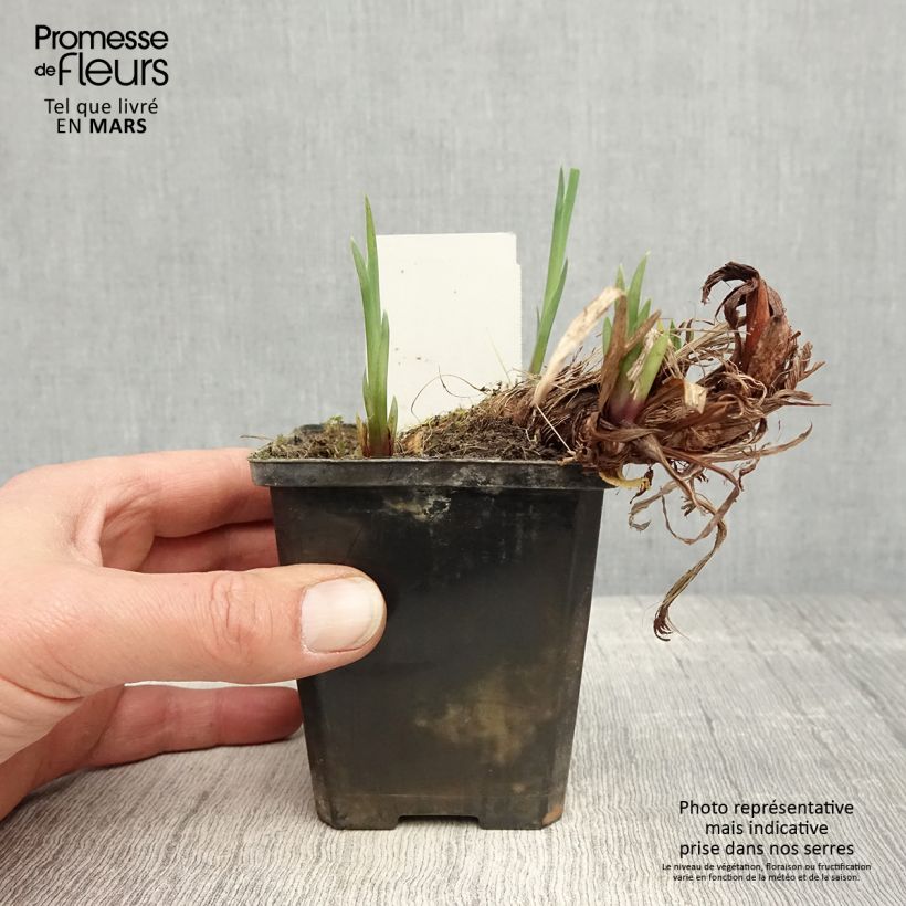 Exemplaar van Iris pseudacorus var. bastardii - Gele lis Kweekpotje van 8/9 cm zoals geleverd in de lente