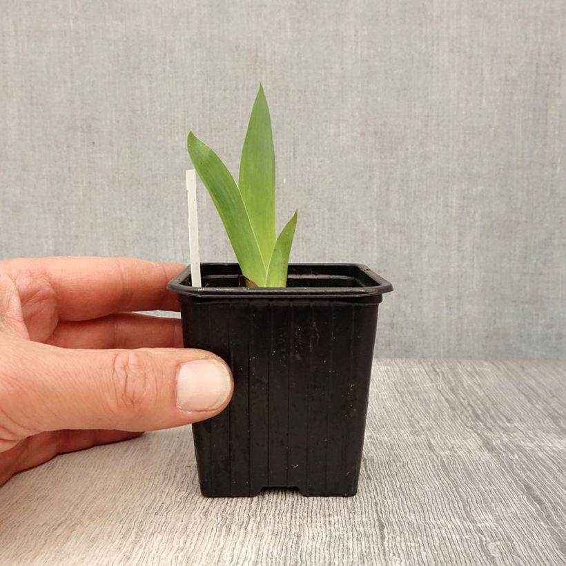 Example of Iris pumila Azurea - dwergbaardiris Kweekpotje van 8/9 cm as you get in printemps