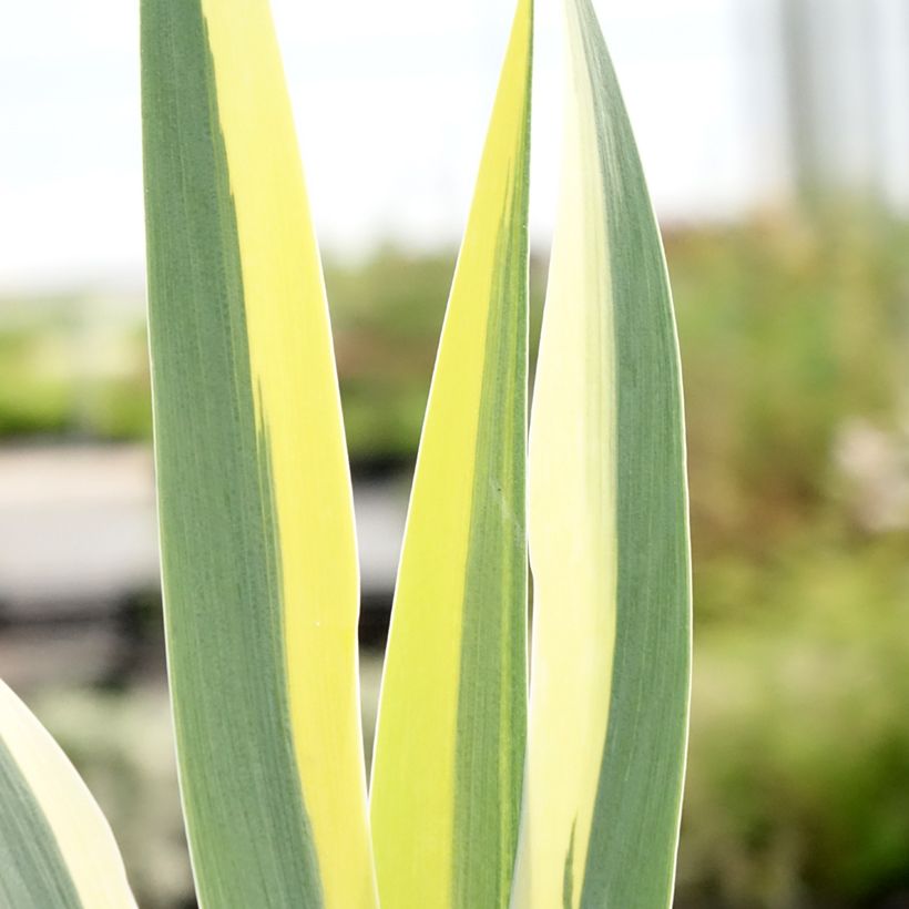 Iris pumila Azurea - dwergbaardiris (Blad)