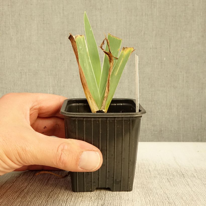 Exemplaar van Iris pumila Blue Denim - Dwergbaardiris Kweekpotje van 8/9 cm zoals geleverd in de herfst