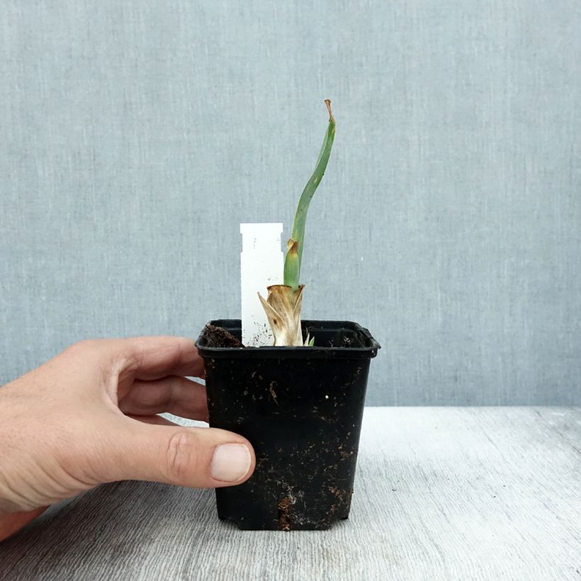 Exemplaar van Iris pumila Brannigan - Iris nain ou de rocaille Godet de 8/9 cm, Calibre 4/6 zoals geleverd in de herfst