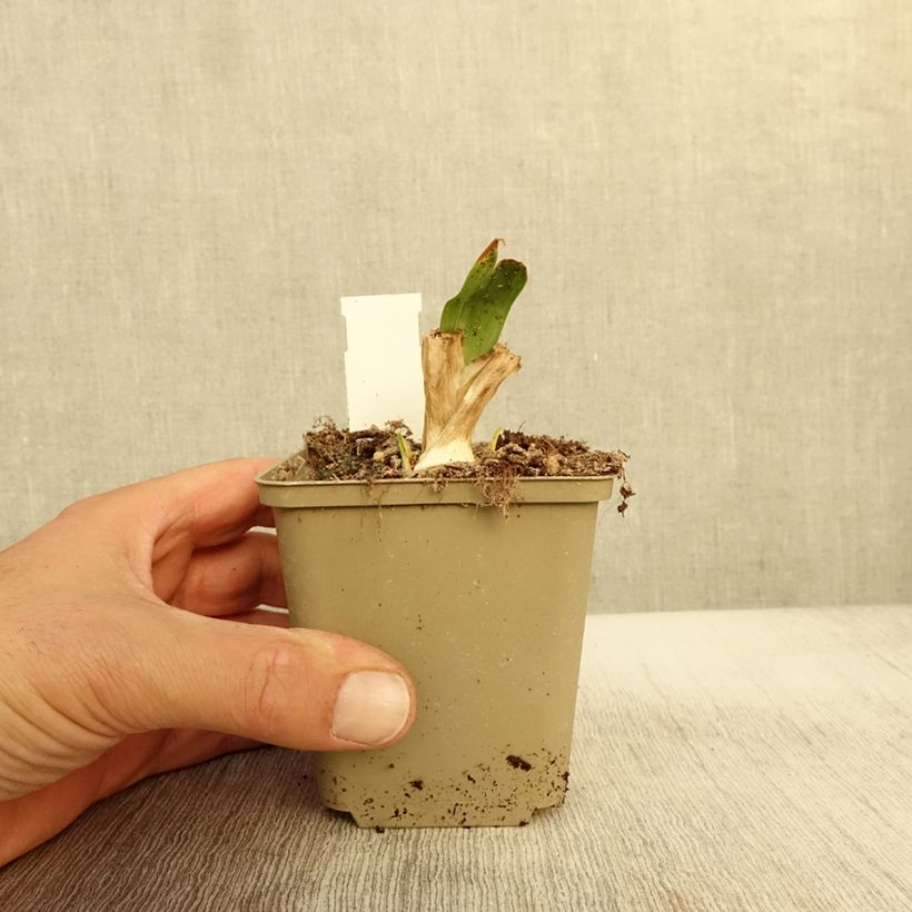 Exemplaar van Iris pumila Brassie - Iris nain ou de rocaille Godet de 8/9 cm, Calibre 4/6 zoals geleverd in de herfst