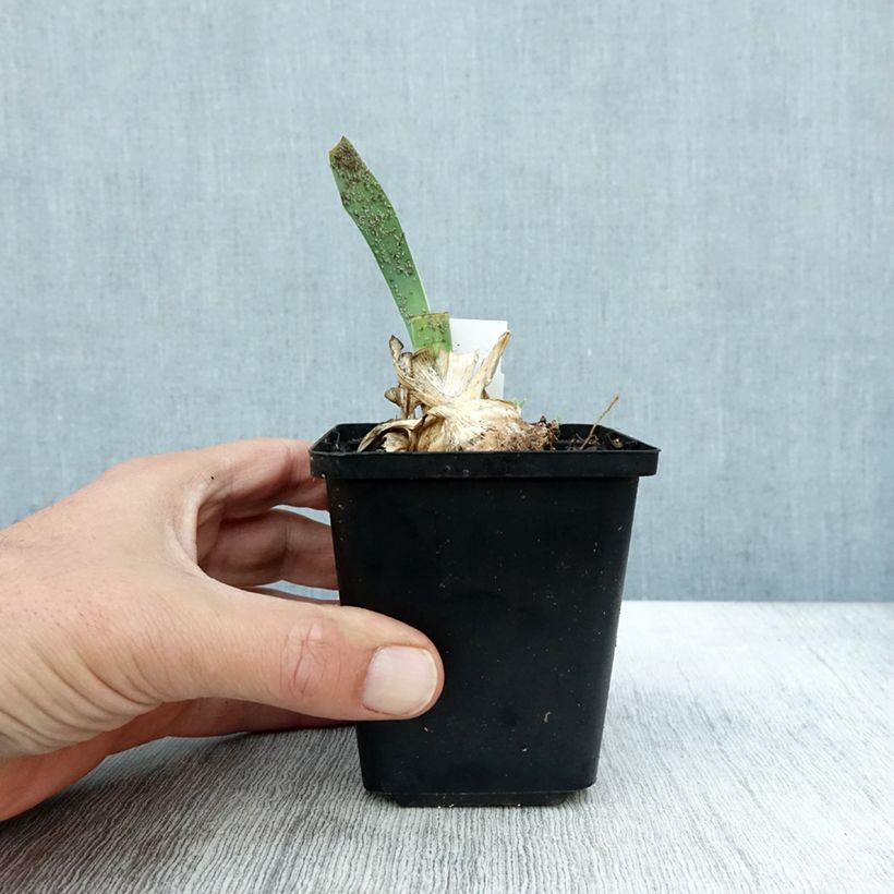 Exemplaar van Iris pumila Cherry Garden - Dwergbaardiris Kweekpotje van 8/9 cm zoals geleverd in de herfst