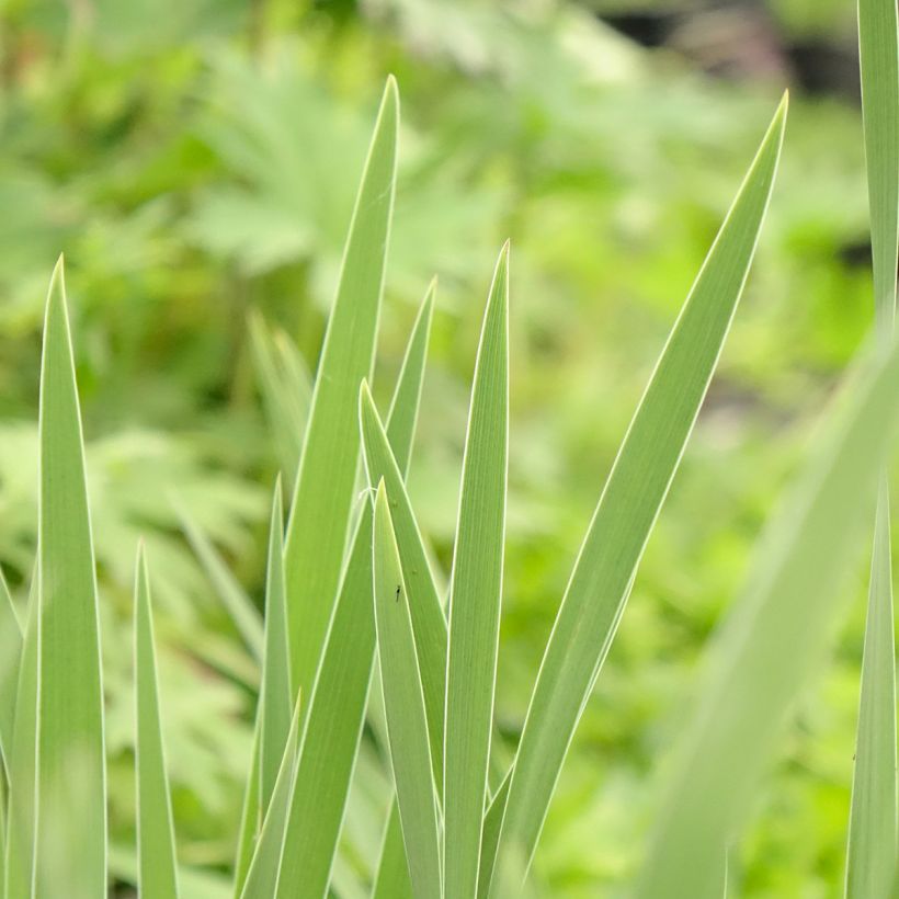 Iris pumila - Dwergbaardiris (Blad)