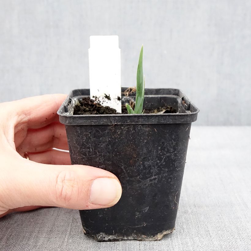 Exemplaar van Iris pumila Curio - Dwergbaardiris Kweekpotje van 8/9 cm zoals geleverd in de winter