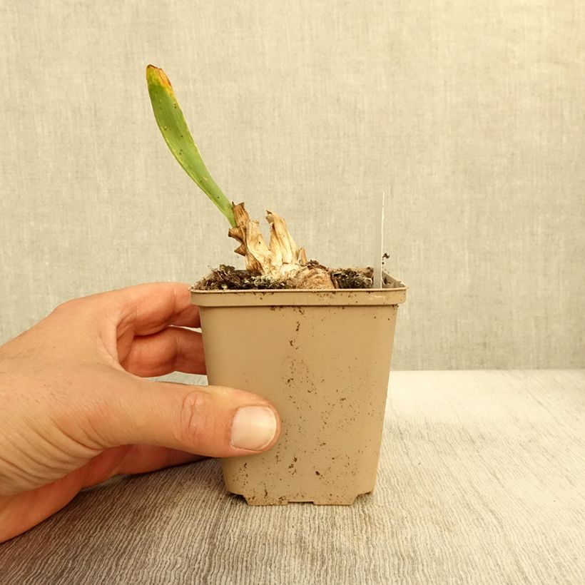 Exemplaar van Iris pumila Daring Do - Iris nain ou de rocaille Godet de 8/9 cm, Calibre 4/6 zoals geleverd in de herfst
