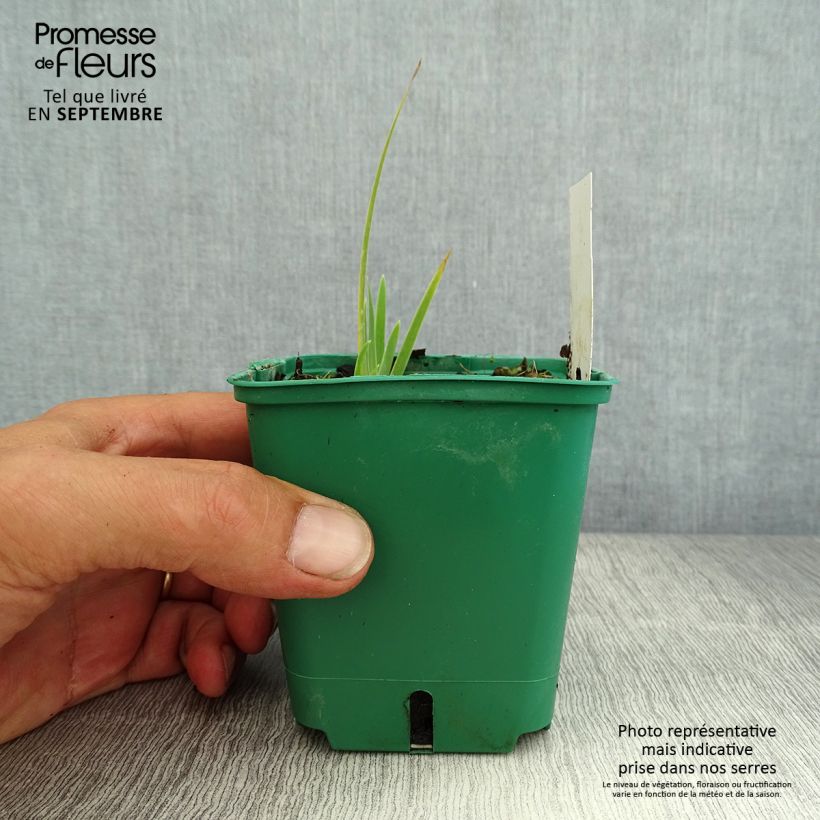 Exemplaar van Iris pumila geel - Dwergbaardiris Kweekpotje van 8/9 cm zoals geleverd in de zomer