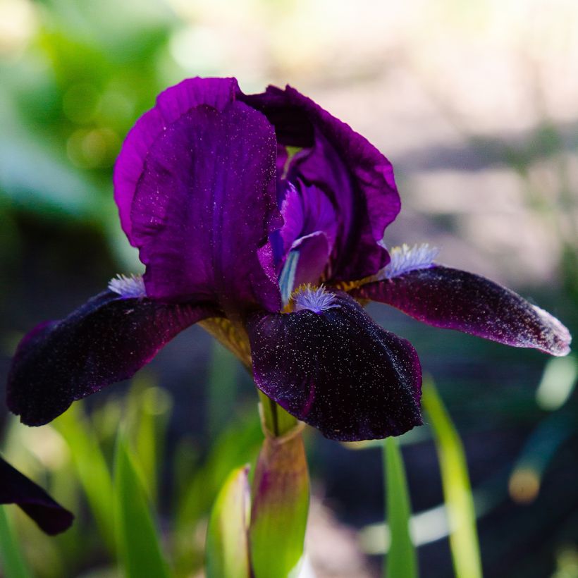 Iris pumila Jewel Baby - Dwergbaardiris (Bloei)