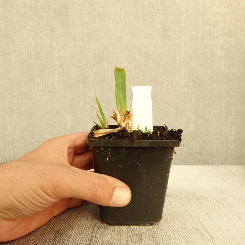 Exemplaar van Iris pumila Volts - Iris nain ou de rocaille Godet de 8/9 cm, Calibre 4/6 zoals geleverd in de herfst