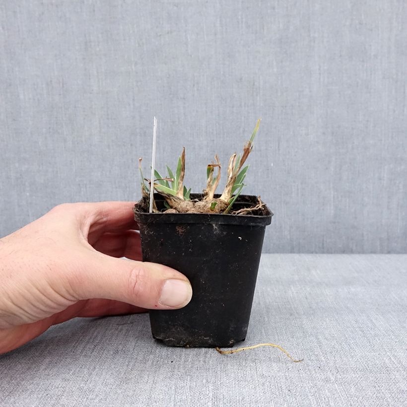 Exemplaar van Iris pumila Wee Harry - Iris des Jardins nain Godet de 8/9 cm zoals geleverd in de winter