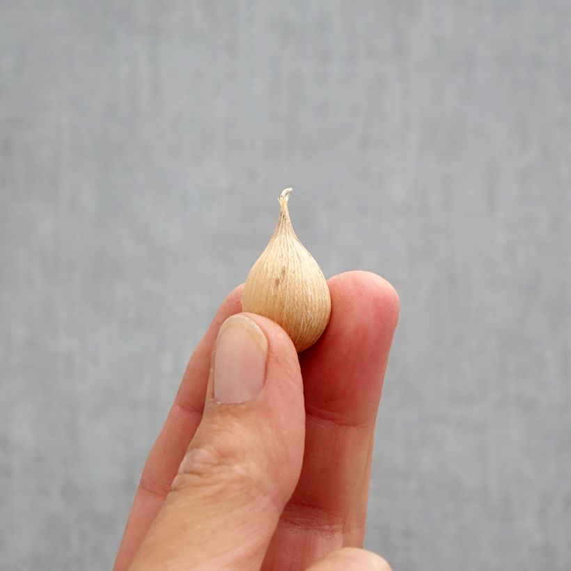 Exemplaar van Iris reticulata Alida - Netiris Bol kaliber 5+ zoals geleverd in de herfst