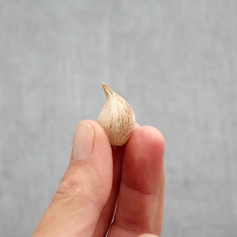 Exemplaar van Iris reticulata Blue Note - Netiris Bol kaliber 5+ zoals geleverd in de herfst