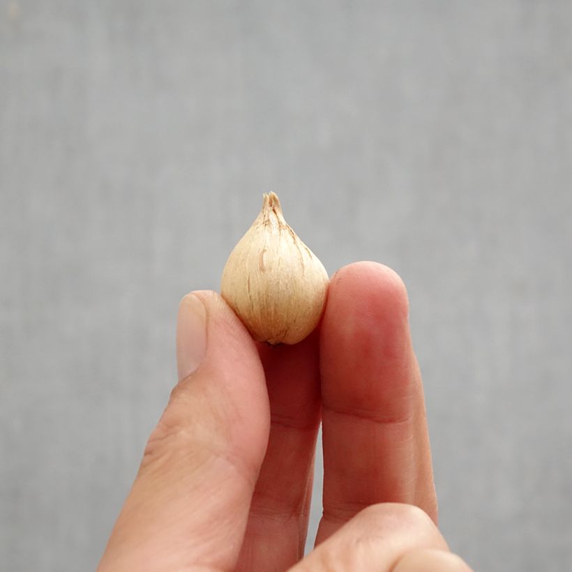 Exemplaar van Iris reticulata Eyecatcher - Netiris Bol kaliber 6+ zoals geleverd in de herfst