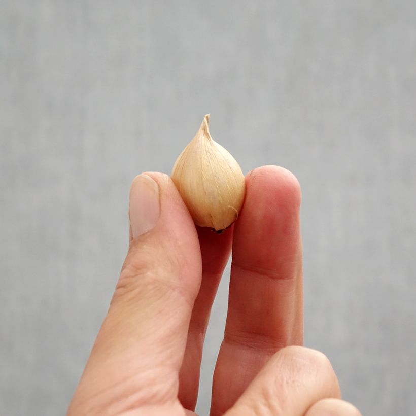 Exemplaar van Iris reticulata Harmony - Netiris Bol size 6+ zoals geleverd in de herfst