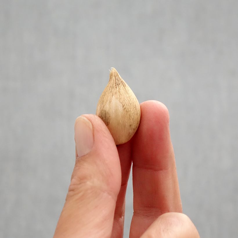 Exemplaar van Iris reticulata Katharina Hodgkin Bol kaliber 6+ zoals geleverd in de herfst