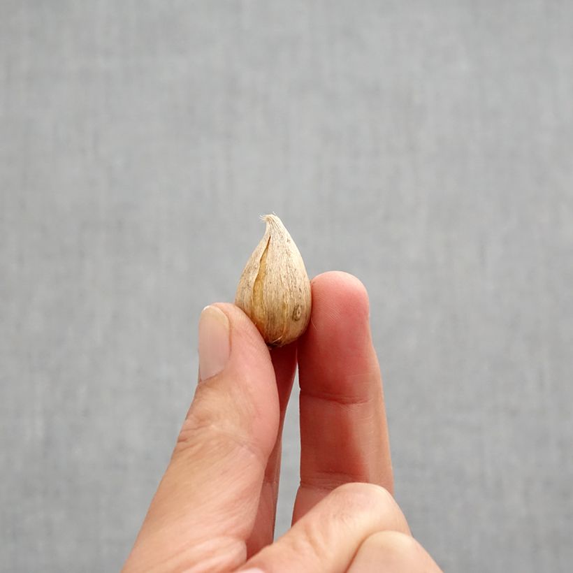 Exemplaar van Iris reticulata Natascha - Netiris Bol kaliber 5+ zoals geleverd in de herfst