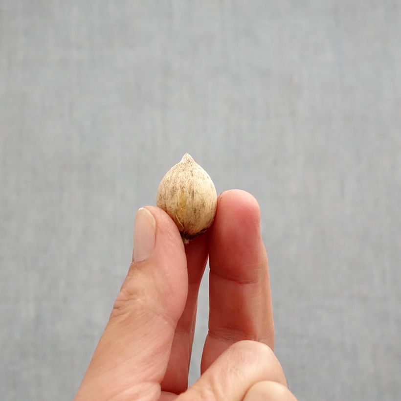 Exemplaar van Iris reticulata Pixie - Netiris Bol kaliber 5+ zoals geleverd in de herfst